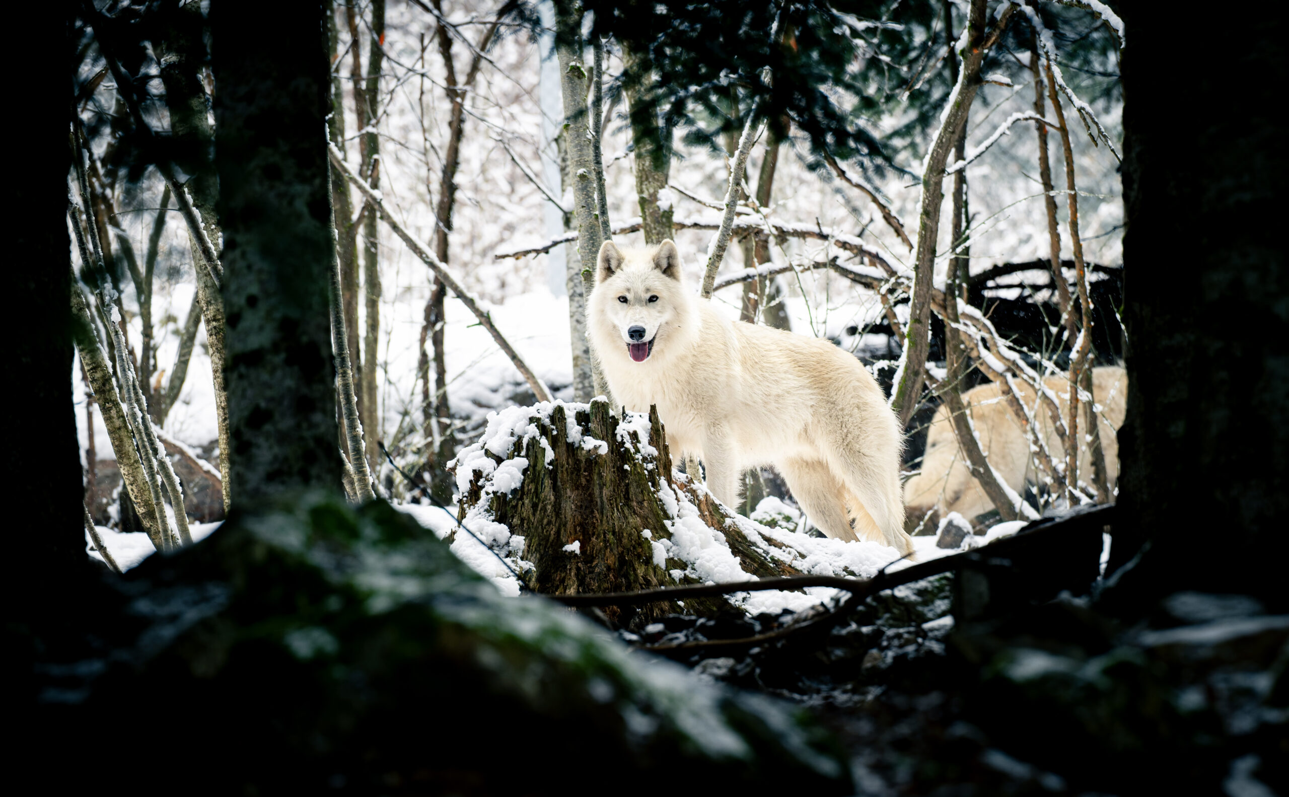 Photo sous la neige d'un loup blanc au prarc alpha boréon
