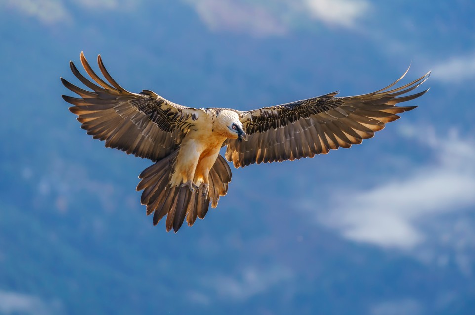 Photo du gypaète en vol dans le mercantour