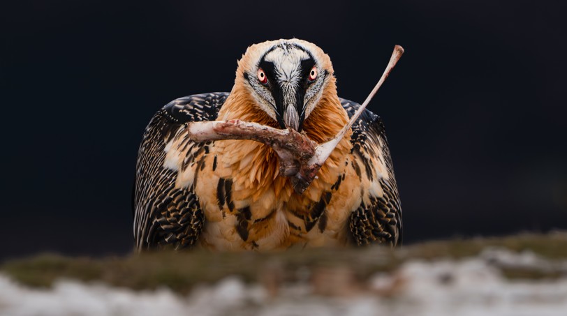 Photo d'un GYPAÈTE BARBU entrain de manger des os