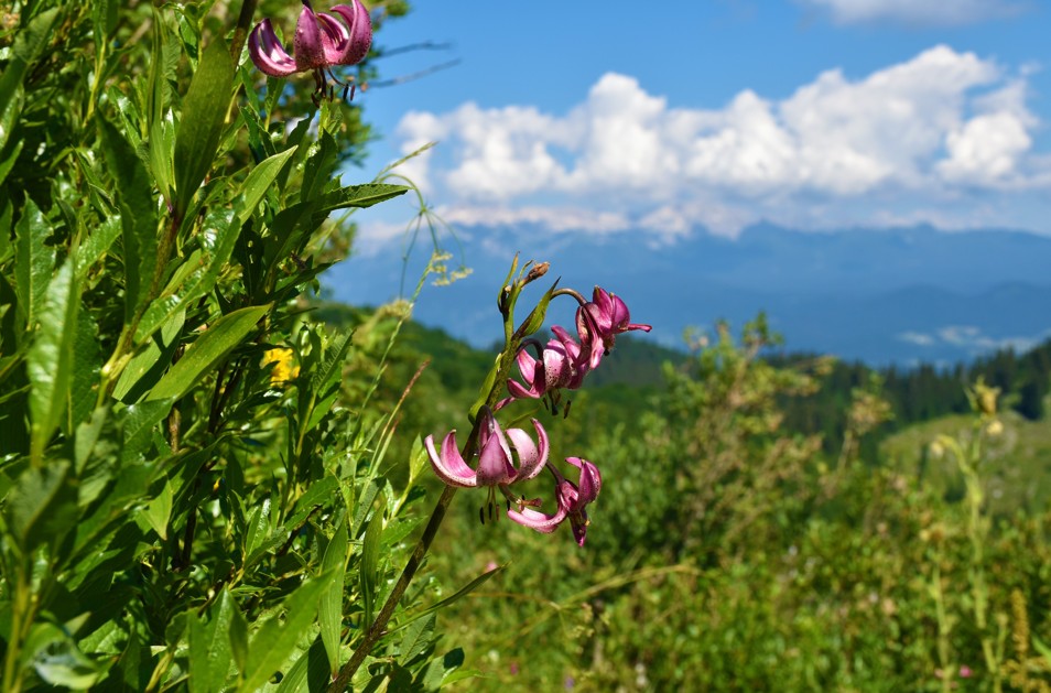 photo lys martagon Fleur emblematique du mercantour