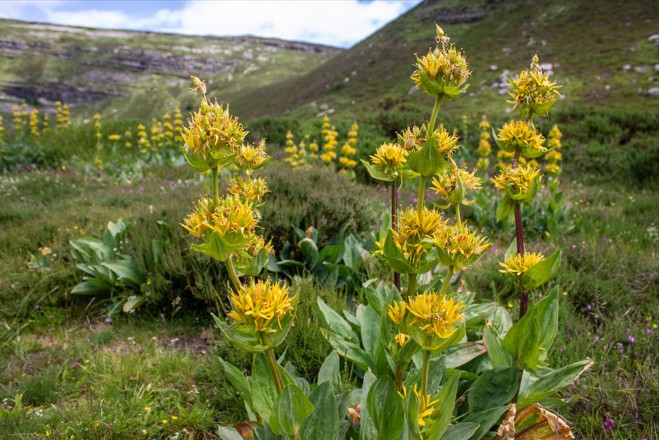 Photo de la fleur emblématique des alpes Gentiane jaune