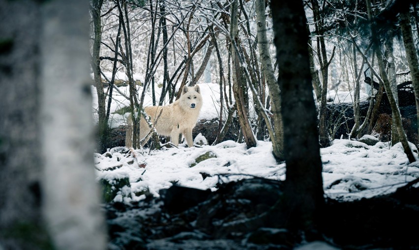 loup au parc alpha