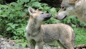 Photo du maman et d'un bébé loup