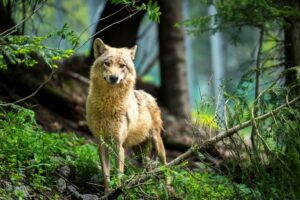 loup 2