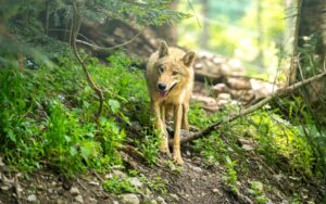 loup