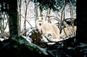 loup parc alpha