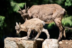 parc alpha 5