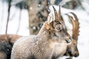 parc hiver3